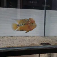 فلاور کامفا مولتی کالر اورنج نر ۱۳ . ۱۴ سانت|ماهی|تهران, خاوران|دیوار