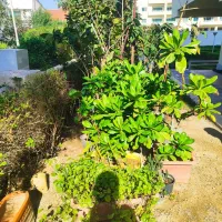 گل فروشی زیر قیمت