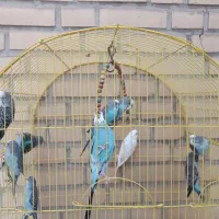 مرغ عشق جوان سالم کارداده|پرنده|خمینیشهر, |دیوار