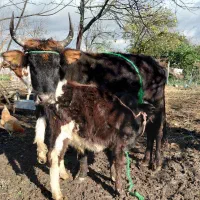 گاو وگوساله نر|حیوانات مزرعه|ماکلوان, |دیوار