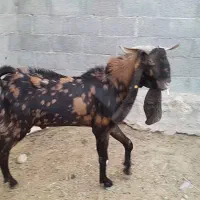 پازن تکاوری