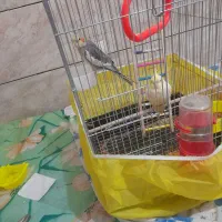 تعدادی عروس م و ل د|پرنده|اهواز, شریعتی جنوبی|دیوار