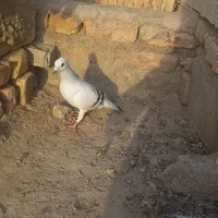 کبوترشامی