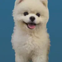 پامرانین نر وارداتی  جفتگیری|سگ|گلوگاه, |دیوار