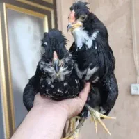 ۴تا خروس ۱۰تامرغ