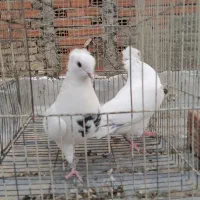 کبوتر  یجا ۱۵۰تومن زاغ آبادانی چادری و...