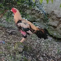 خروس لاری