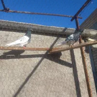 1600 قیمت کله سیاه|پرنده|قزوین, |دیوار