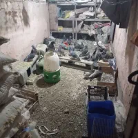 کبوتر|پرنده|عطاملک, |دیوار