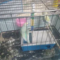 فنچ با جوجه با تخم مرغ عشق پروانه ای جون درشت|پرنده|قدس, شهر‌قدس|دیوار