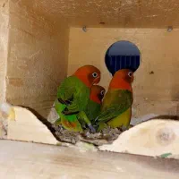 جفت کوتوله باتخم|پرنده|مشهد, شفا|دیوار