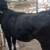 گوساله