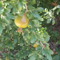 باغ با سند تک‌برگ