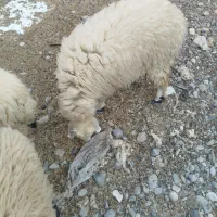 فروش بره|حیوانات مزرعه|میناب, |دیوار