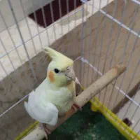 معاوزه با کفتر