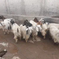 اردبیل میراشرف جاده اردی|حیوانات مزرعه|اردبیل, |دیوار