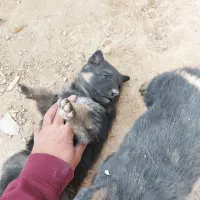 توله سگ ژرمن واگذاری|سگ|اصفهان, بوستان ناژوان|دیوار