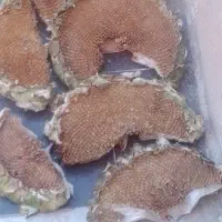 پوست گل آفتاب برای خوراک دام