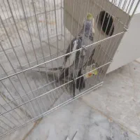 عروس هلندی  حراج|پرنده|سراوان, |دیوار