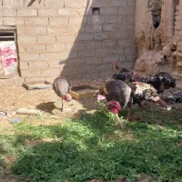 چهار جفت بقلمون محلی یک ساله|حیوانات مزرعه|خمک, |دیوار