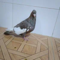 کفتر سینه قهوه و شهری یال سیاه|پرنده|شیراز, قصرالدشت|دیوار