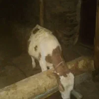 دوعددگوسالەنر.یکی بورسیمنتال ویکی دیگر