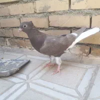 کفتر پرنده کبوتر دم سفید