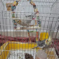 عروس هلندی|پرنده|کرانی, |دیوار