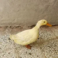 اردک