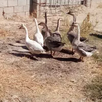 قو غاز