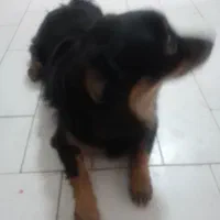 سگ نژاد دار|سگ|محمدشهر, محمدشهر|دیوار