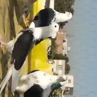 کبوتر شازده باپشدار|پرنده|محمدبار, |دیوار