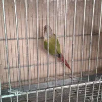 جوجه عروس، بالغ، گرینچیک مولد، لونه|پرنده|بابا حیدر, |دیوار