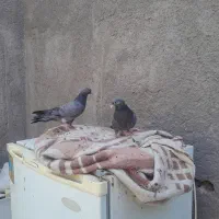 چندعدد کبوتر پربازی دار دورنگ