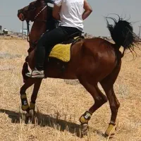 اسب مادیان دره شوری