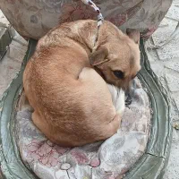 سگ پا کوتاه