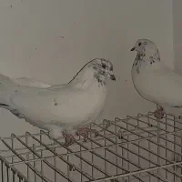 نر ماده تهرانی