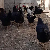 فروش‌فوری‌بعلت‌جابجایی‌تخفیف‌درصورت‌خرید‌یکجا|حیوانات مزرعه|نیشابور, منظر|دیوار