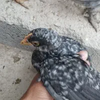 دستگاه جوجه کشی ۲۵۲ تایی سیمرغ|ماشینآلات صنعتی|سپیدان, |دیوار