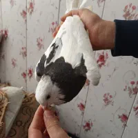 پرنده|پرنده|زرند, |دیوار