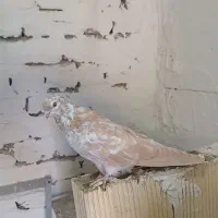 ۸ عدد کبوتر|پرنده|سردشت, |دیوار