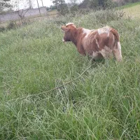 لیشه چالوسی اصیل ورزا گاو|حیوانات مزرعه|رشت, حومه رشت|دیوار