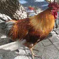 خروس محلی یک ساله