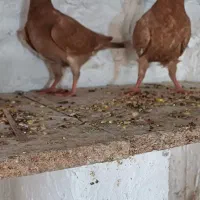 جفت جوجه کبوتر زرد|پرنده|بوشهر, |دیوار