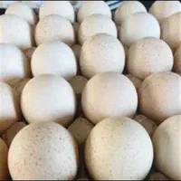 تخم نطفه دار بوقلمون