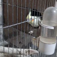 عروس هلندی مولد