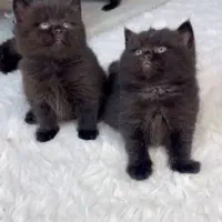 کوچولوهای شیراز کت|گربه|عسلویه, |دیوار