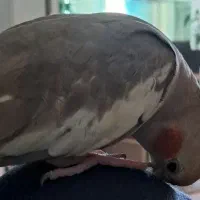 عروس هلندی گمشده|حیوانات|کردکوی, |دیوار