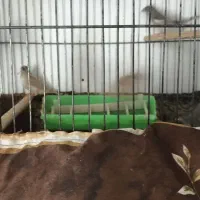 فروش فنچ کینگ به شرط تخمگذاری با قیمت مناسب|پرنده|الوند, |دیوار