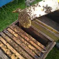 فروش زنبور عسل
